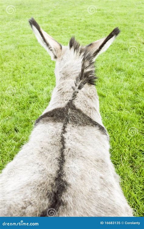 pictures of donkeys backs